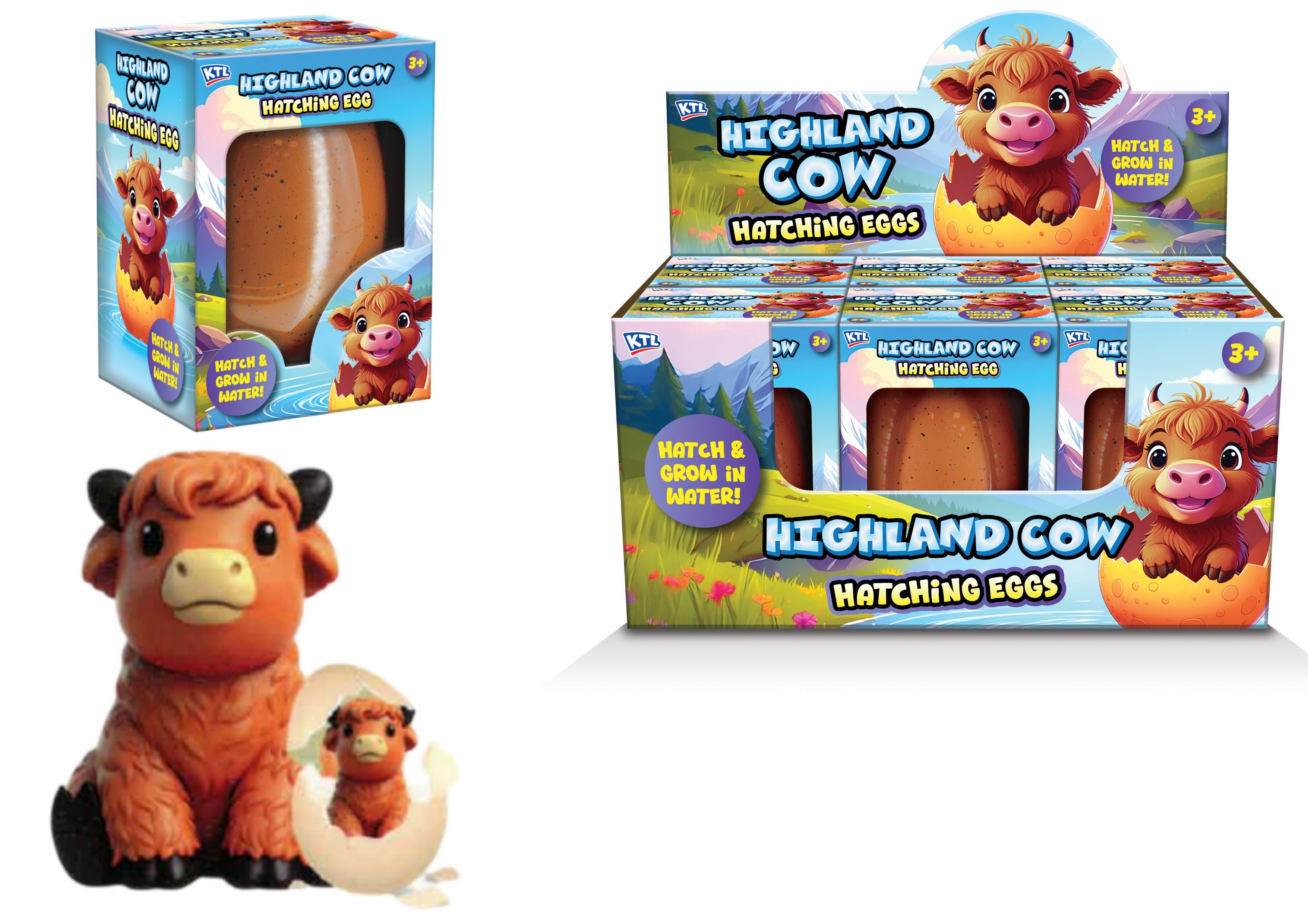 Large Growing Highland Cow